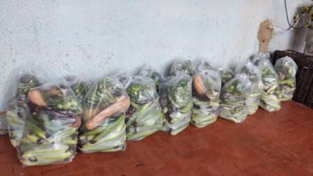 Kits de verdura
